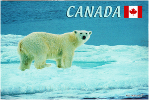 Kanadischer Eisbär