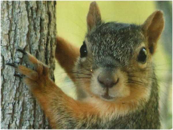 Ein Eichhörnchen schaut direkt in die Kamera. Sein Fell ist rötlich-grau mit einigen hellen Akzenten in Grau-Weiß. Die Ohren sind aufgerichtet und mit glattem Fell bedeckt. Mit seinen schwarzen Krallen hält es sich an einer hellen und relativ stark zerfurchten Borke fest. Man kann deutlich die schönen, großen, schwarzen Augen sehen.