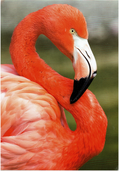 Der Hals und der Kopf eines rosafarbenen Flamingo wird von der rechten Seite gezeigt. Sein Hals ist in einer S-Form gebogen und der Schnabel mit einer schwarzen Spitze davor sichtbar. Gut sichtbar ist ebenfalls das Auge, bei dem man nicht sicher ist, ob der Flamingo die Gegend oder den Betrachter der Karte beobachtet.