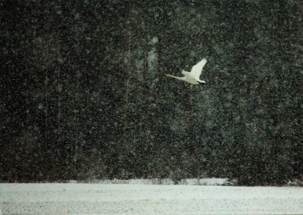 Ein weißer Vogel vor einer schwarz-weißen Winterlandschaft mit Schneefall. Man kann im Hintergrund die Dunkelheit eines Waldes erkennen. Im Vordergrund eine zugeschneite Fläche -- vielleicht ein See. In der rechten oberen Mitte ein Vogel der entweder gerade startet oder landet – es ist schwer zu erkennen was vorne und hinten ist.