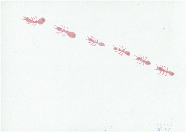 Auf weißen Hintergrund reihen sich Ameisen in rot aneinander.