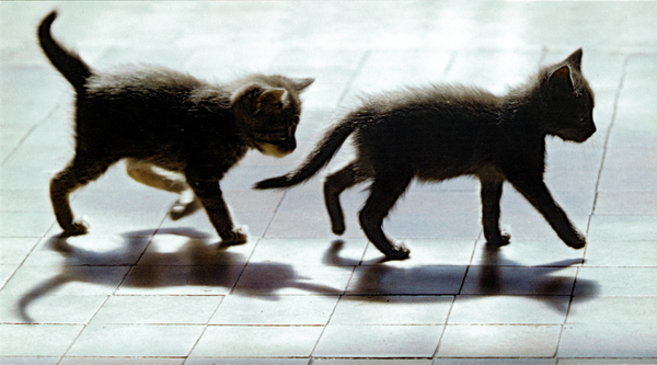 Zwei Katzenkinder tapsen über Fliesen in einer Gegenlichtaufnahme. Sie sind ahnungsmäßig braun -- durch das Licht wirkt es aber fast wie schwarz-weiß.