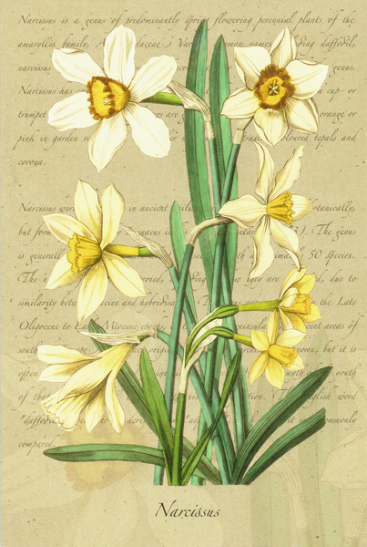Eine Zeichnung von einer Narzissenpflanze mit einem Hintergrund verziert mit einem Text.